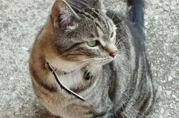 Animaux trouvés Coulogne, photo: Chat tigré trouvé, poil long, Coulogne