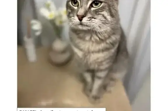 Chat perdu, , photo: Chat gris tigré perdu à Évry-Courcouronnes
