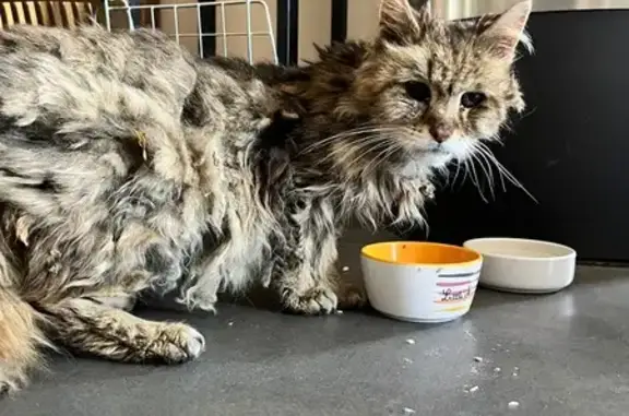 Chat trouvé , photo: Chatte tigrée âgée trouvée à Nordausques