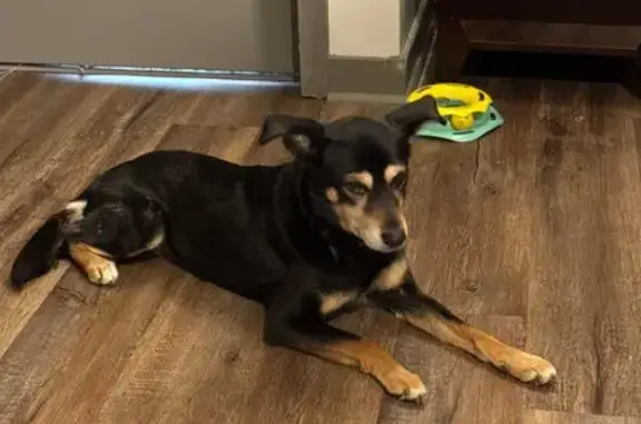 Found dog Columbus, photo: Found: Skinny Black & Tan Dog, Columbus