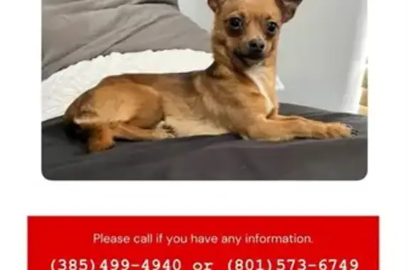 Lost Dog: Brown w/ White Chest Spot
