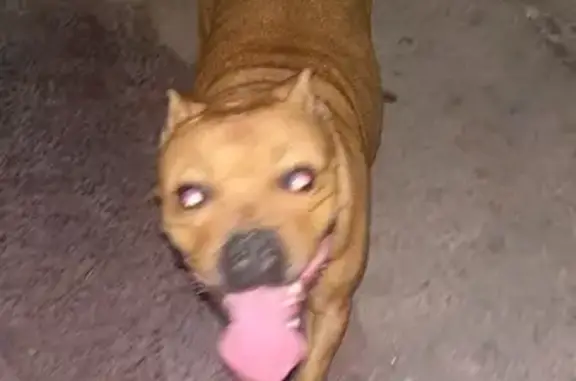 Animaux trouvés Draguignan, photo: Chienne Staffie perdue à Draguignan