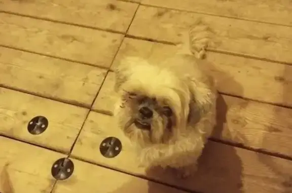Shi Tzu perdu à Tence, 13 ans, Heaven - photo