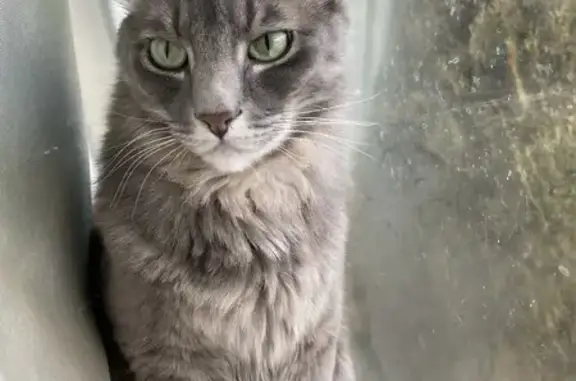 Lost and found pets Reno, photo: Help Find Our Lost Fluffy Gray Cat!