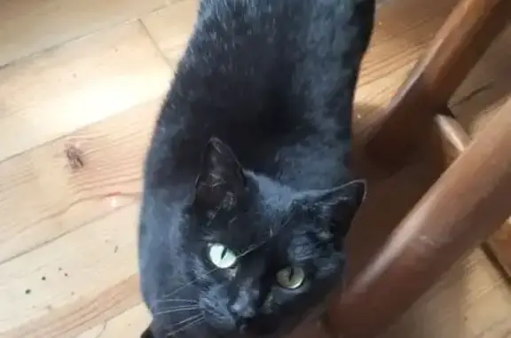 Chat perdu, , photo: Chatte noire perdue à Porcieu-Amblagnieu