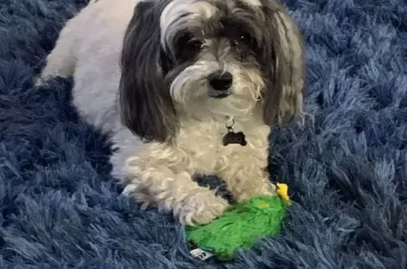 Lost Maltipoo: Seen Near Courtyard Loop