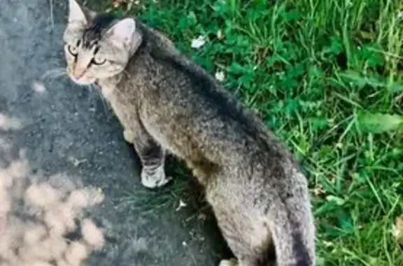 Chat gris perdu à Trégueux, Rue Marcel Rault - photo