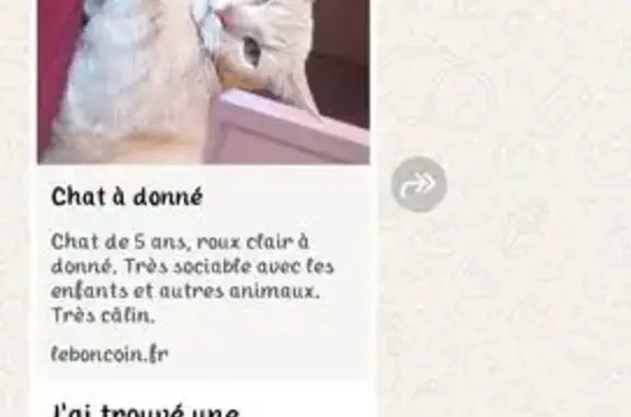 Chat perdu, Balbigny, photo: Chat roux perdu, 4 ans, Balbigny