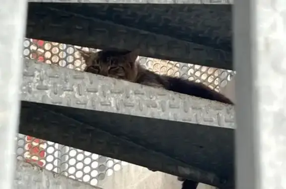 Chat trouvé Rue du Commerce, Lillers - photo