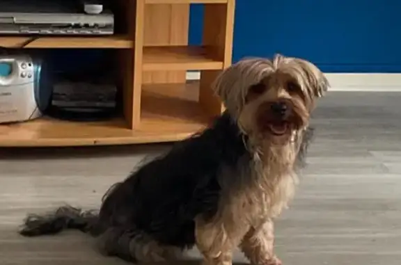 Chien perdu Crézancy, photo : Chien perdu à Crézancy, Impasse du 18 Juin