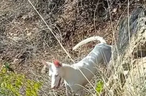¡Ayuda! Podenco Blanco Perdido en Málaga