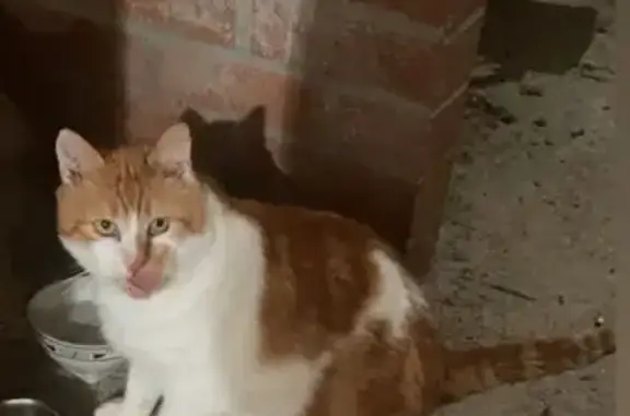 Chat perdu roux et blanc, sociable, La Verrie - photo