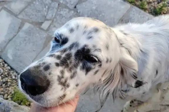 Chien perdu , photo : Setter anglais perdu Chemin des Grands Bois