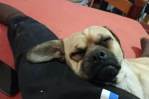 Perro cruzado de pug perdido en Neza