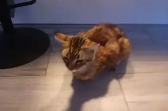 ¡Gato Atigrado Perdido en Torrequebrada!