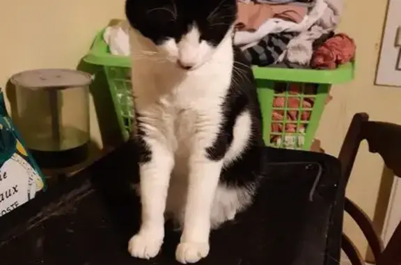 Chat perdu, Saint-Laurent-de-la-Prée, photo: Chatte noire et blanche perdue, tatouée