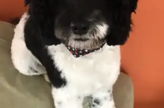 Lost Cockapoo: Friendly, 20lb, Mokena