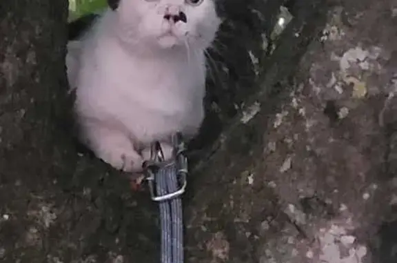 Chat mâle noir et blanc trouvé à Lurs - photo