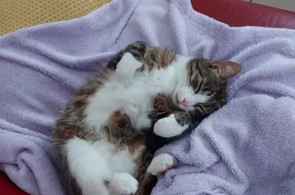 Chat perdu, Nouvelle-Aquitaine, photo: Chat stérilisé perdu entre Marennes et La Cotinière