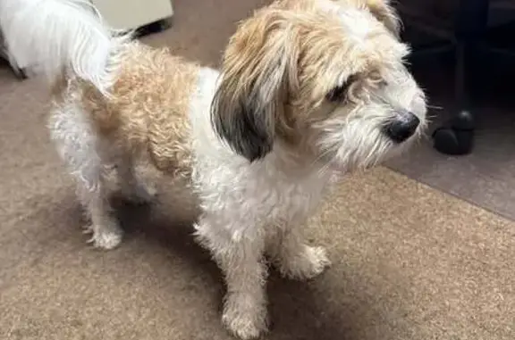Found dog Minneapolis, photo: Found: Young Male Shih Tzu/Maltese Mix