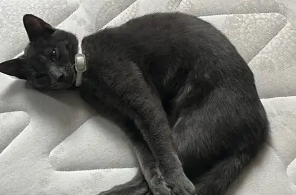 Animaux perdus Maurepas, photo: Chatte perdue gris-bleu, cicatrice ventre