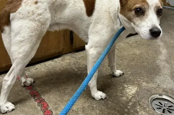 Found dog Grants Pass, photo: Anxious Small Dog Found on NE F St, Grants Pass
