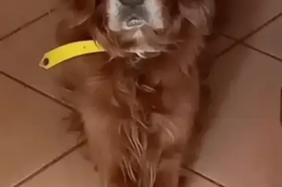 Chien perdu Tournon-sur-Rhône, photo : Setter irlandais roux perdu à Tournon