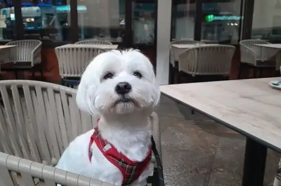 Bichon maltais perdu, rue Belvédère - photo