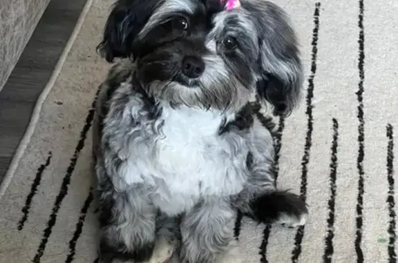 Help Find Stormi: Lost ShihPoo in McDonough