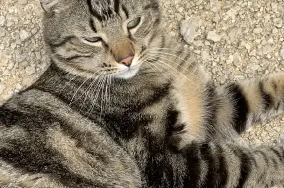 Animaux perdus Salon-de-Provence, photo: Chat européen tigré perdu à Salon-de-Provence