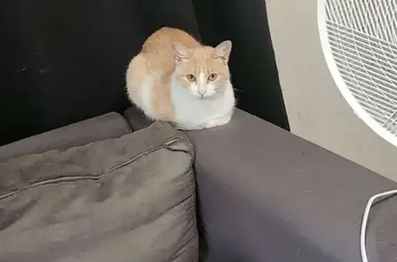 Animaux perdus Cenon, photo: Chatte rousse et blanche perdue à Cenon