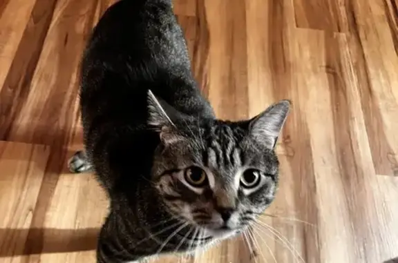 Lost Multicolor Cat on Mercier St, Berlin