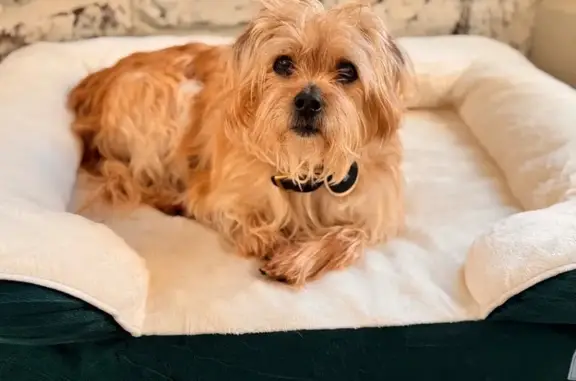 Help Find Rio: Sweet Senior Dog Lost