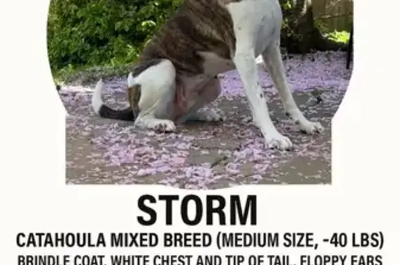 Lost Catahoula Mix: Help Find Storm!