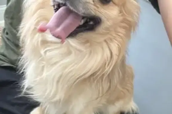 Found pets Chicago, photo: Found: Brown Pomeranian on W. Columbus