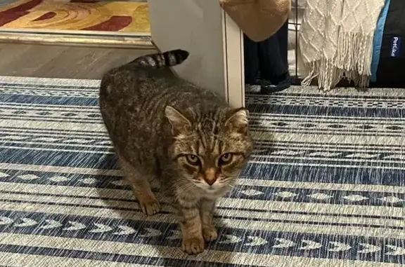 Lost Tabby Cat: Sam Lee Rd, Knoxville