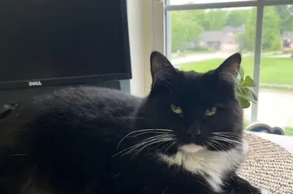 Lost Tuxedo Cat in Columbia Area