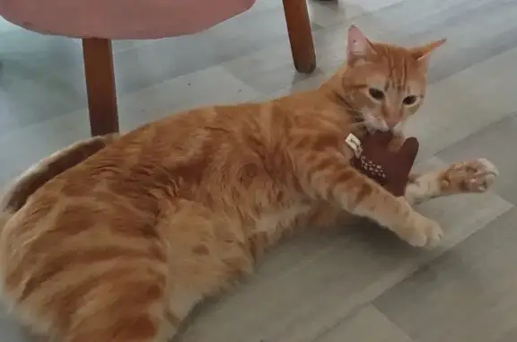 Chat roux tigré perdu à Seilhac - photo
