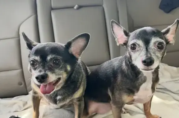 Found pets High Point, photo: Friendly Senior Dogs Found on Eastchester