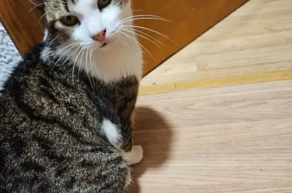 Gatos perdidos, , foto: ¡Gato Perdido en Granollers! Sin Dientes