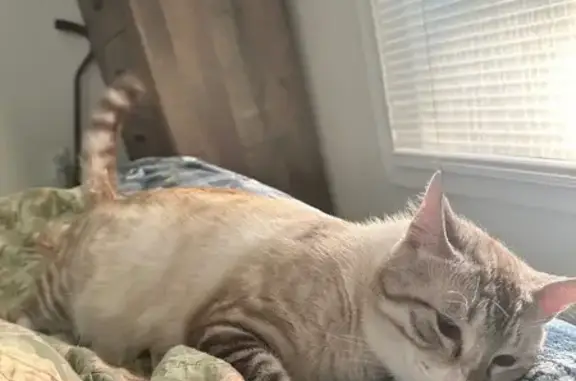 Lost: Cream & Brown Tabby Cat in Bryant