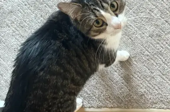 Lost Tabby Cat Near Summerlake Park