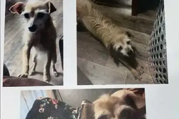 Lost: 17-Year-Old Chihuahua in Hart Twp