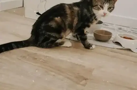 Animaux perdus , photo: Chatte tigrée perdue à Pleurs