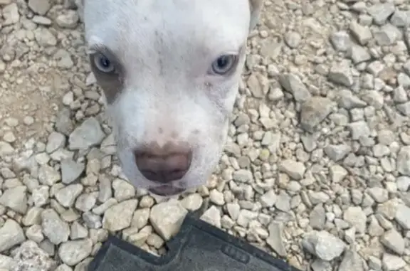 Found pets , photo: Found: Blue-Eyed Dog in Hayes, 6251
