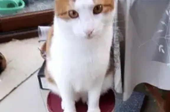 Chat perdu : Nougat, blanc et roux, 7 ans - photo