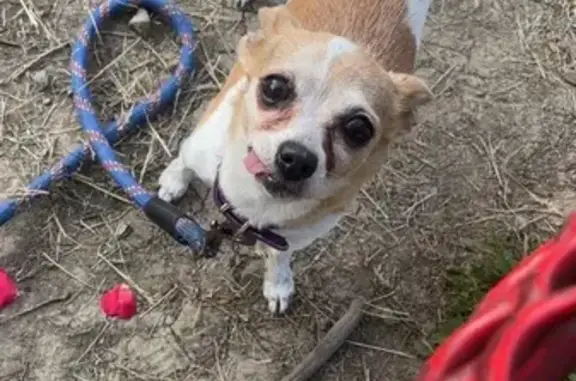 Lost Chihuahua: Tan & White, 6lbs, Allen Rd