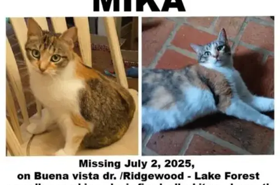 Lost and found pets Daphne, photo: Lost Cat Mika: Help Us Find Her!