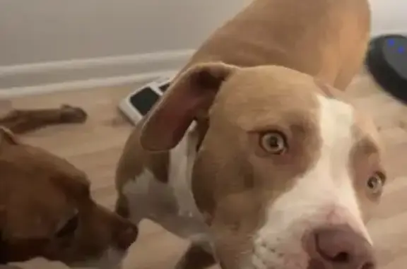Lost Tan & White Dog on Gilmer Ave, 2132