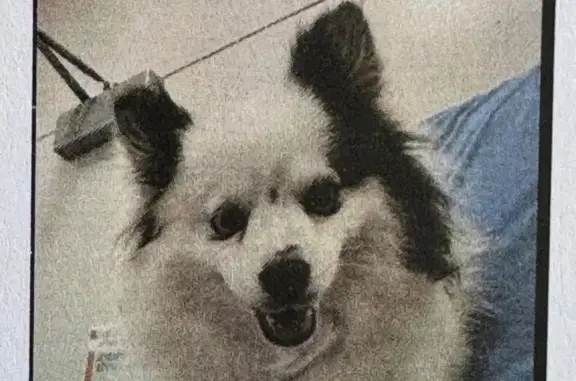 Missing dog Prescott, photo: Lost Dog: White & Black on Hillcrest Dr.